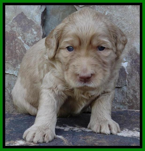 Joy Duke pups 3 weeks old 161