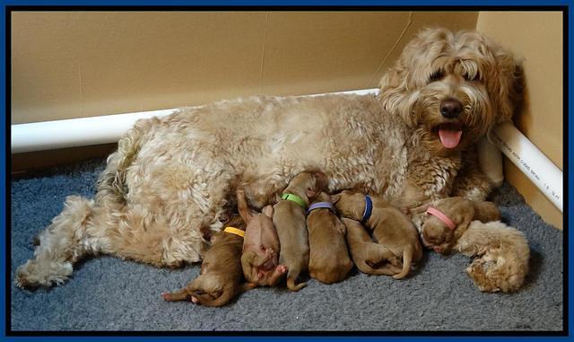 Joy Dawson Newborn 41