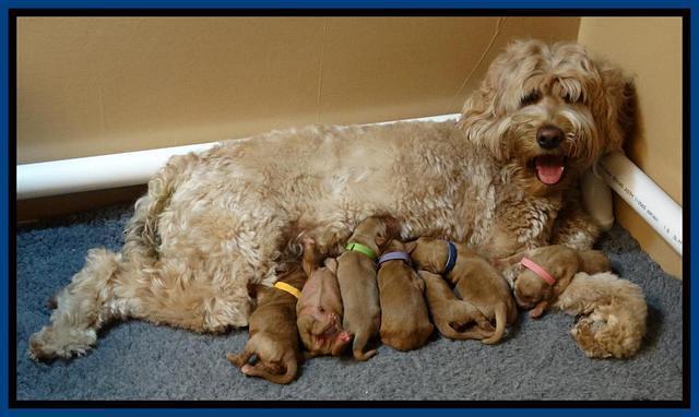 Joy Dawson Newborn 51