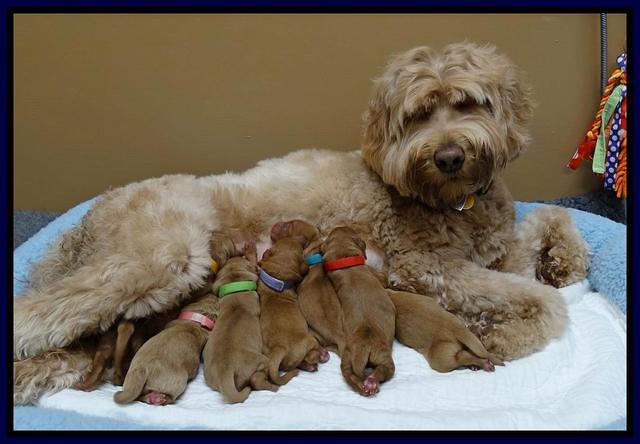 Joy Dawson Newborn pups 41
