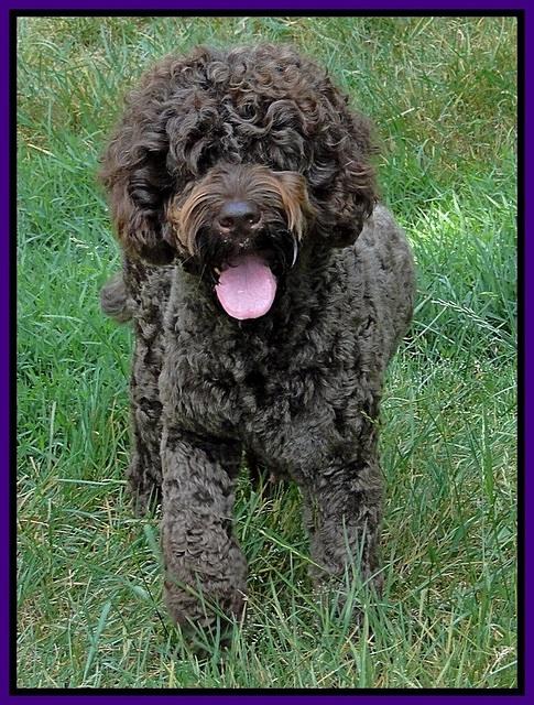 Darling 2 years old new groom 3