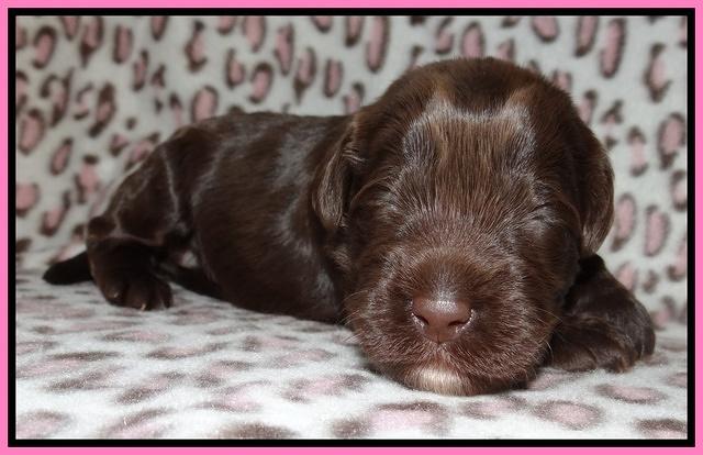 Darling Dreamweaver pups 2 wks old 11