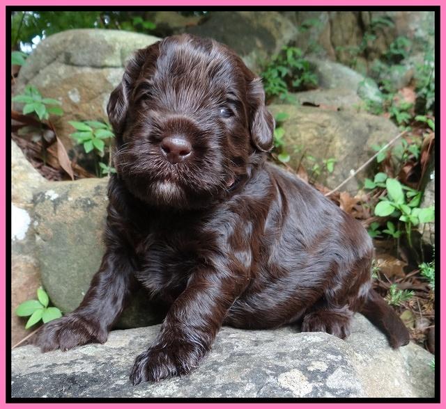 Darling Dreamweaver pups 3 wks old 21