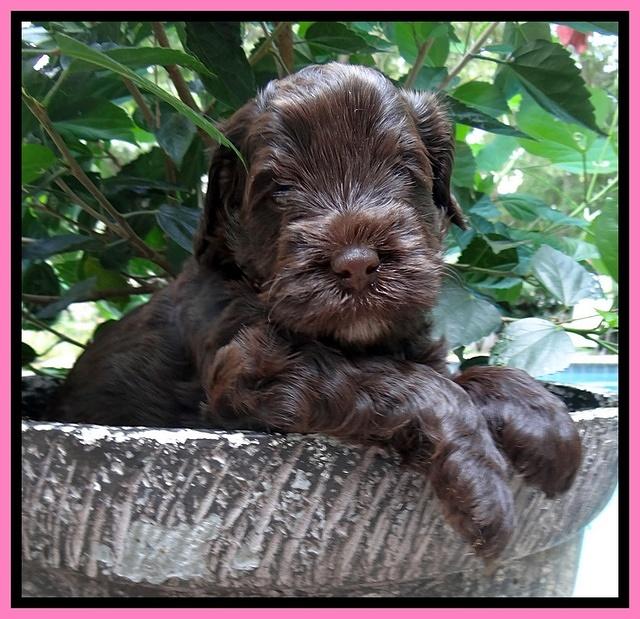 Darling Dreamweaver pups 4 wks old 11