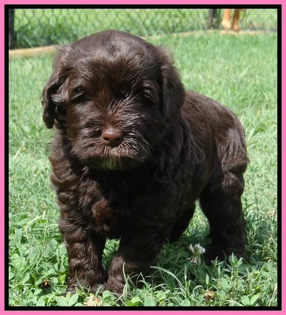 Darling Dreamweaver pups 5 wks old 51