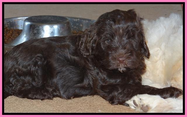 Darling Dreamweaver pups 7 wks old 21
