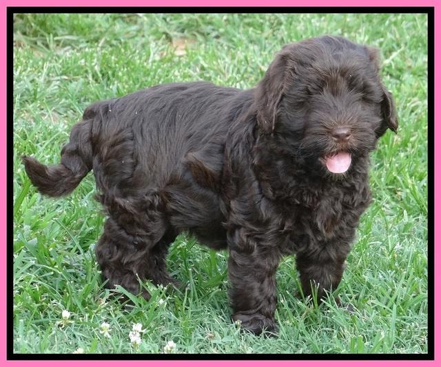 Darling Dreamweaver pups 7 wks old 41