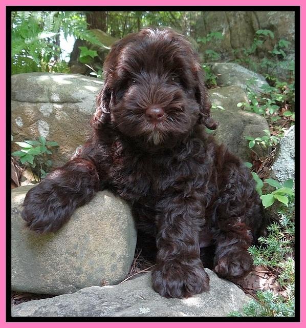 Darling Dreamweaver pups 8 wks old 510