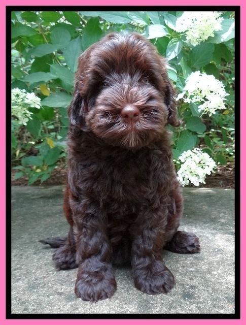 Darling Dreamweaver pups 8 wks old 810