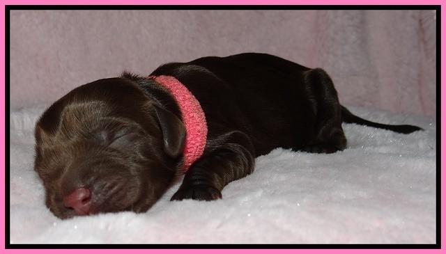 Darling Dreamweaver pups newborn 13