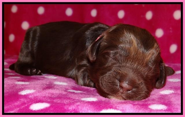 Darling Duke pups 1 wk old 51