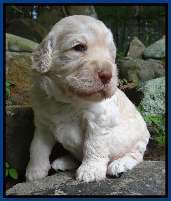 Darling Dreamweaver pups 3 wks old 41