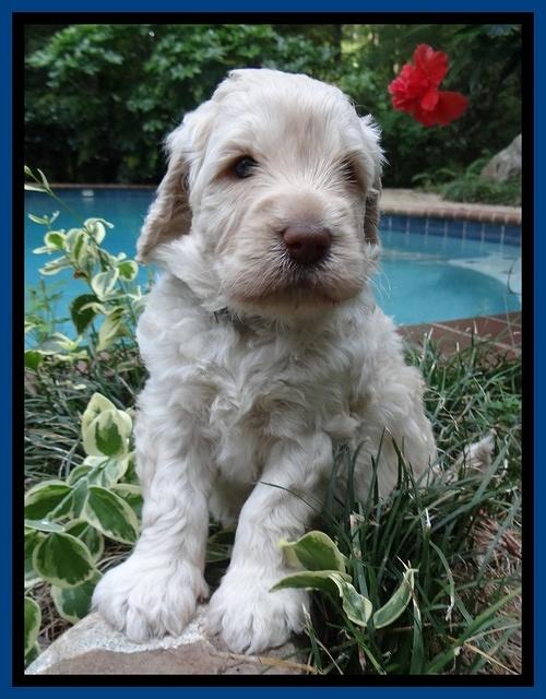 Darling Dreamweaver pups 4 wks old 51