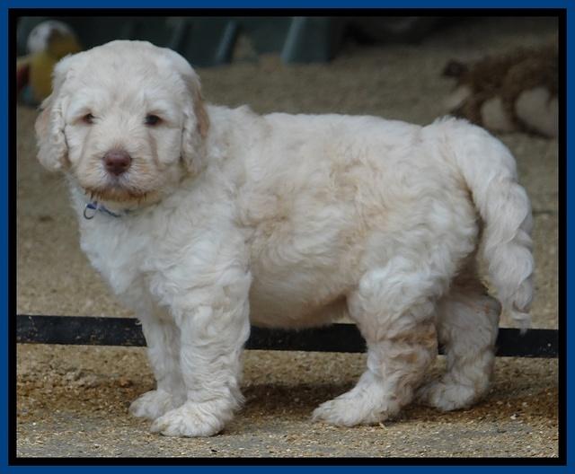 Darling Dreamweaver pups 5 wks old 71