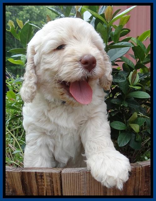 Darling Dreamweaver pups 6 wks old 51
