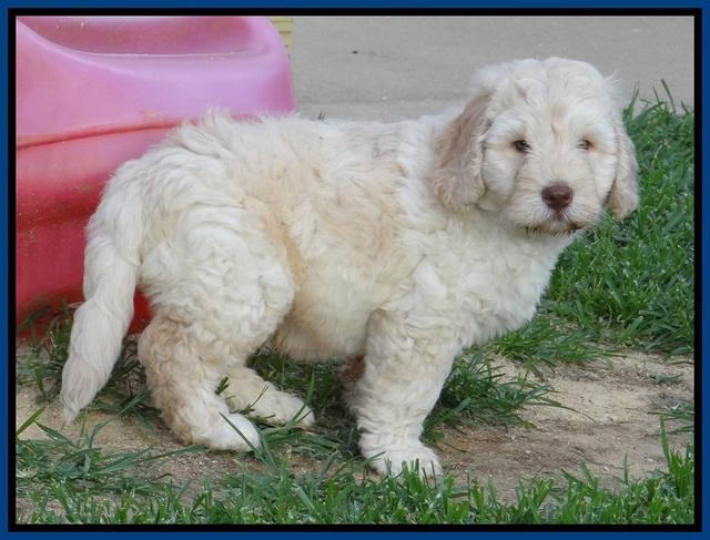 Darling Dreamweaver pups 7 wks old 61