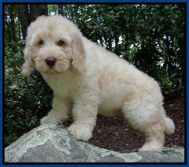 Darling Dreamweaver pups 8 wks old Blue 41