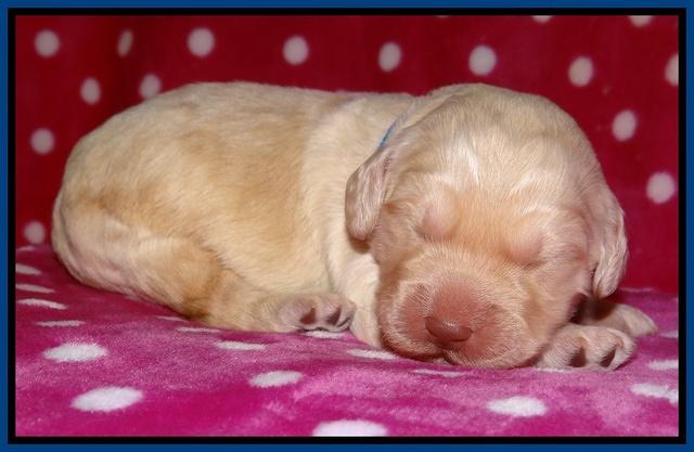 Darling Duke pups 1 wk old 71