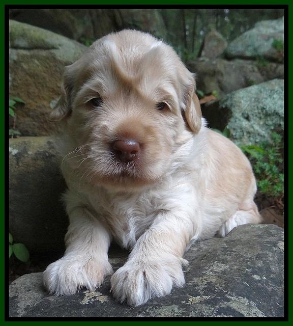 Darling Dreamweaver pups 3 wks old 121