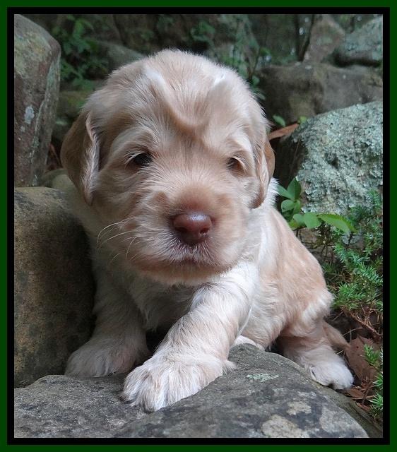 Darling Dreamweaver pups 3 wks old 141