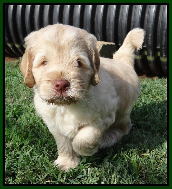 Darling Dreamweaver pups 5 wks old 111