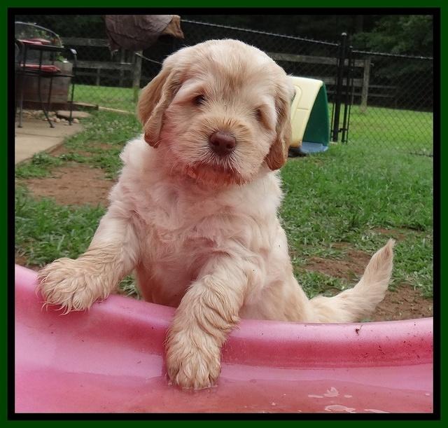 Darling Dreamweaver pups 5 wks old 121