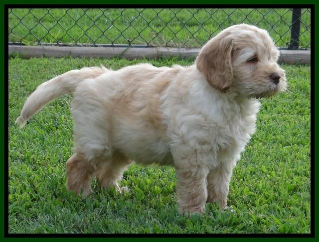 Darling Dreamweaver pups 7 wks old 111