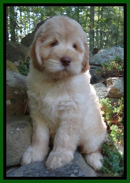 Darling Dreamweaver pups 8 wks old 21