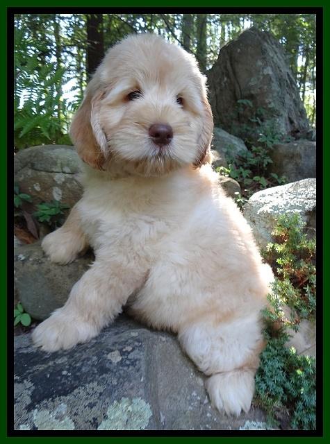 Darling Dreamweaver pups 8 wks old 31