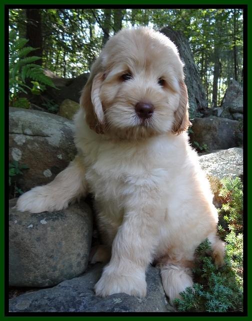 Darling Dreamweaver pups 8 wks old 41