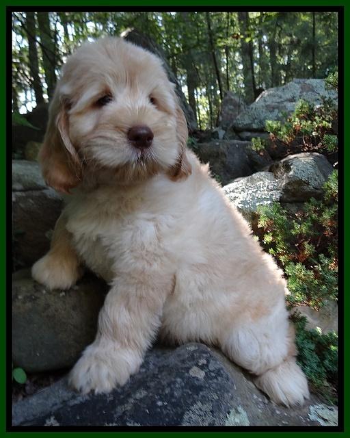 Darling Dreamweaver pups 8 wks old 51