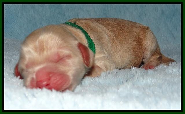 Darling Dreamweaver pups newborn 53