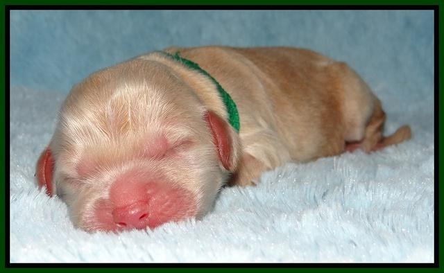 Darling Dreamweaver pups newborn 63