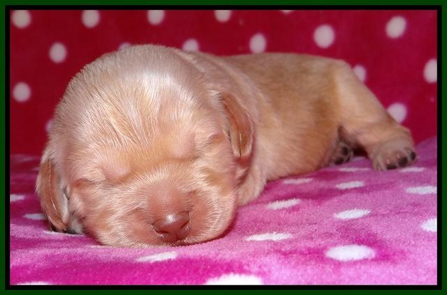 Darling Duke pups 1 wk old 101