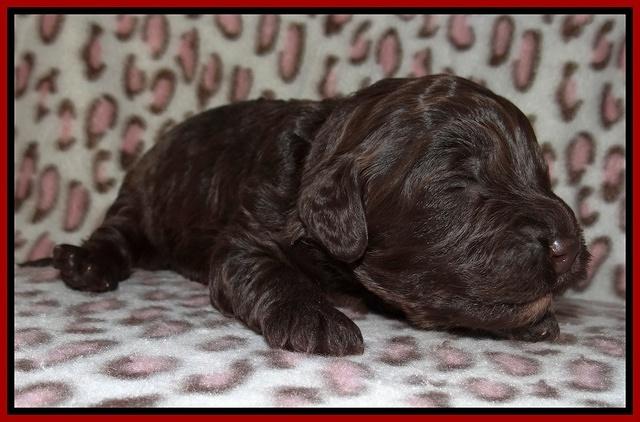 Darling Dreamweaver pups 2 wks old 81