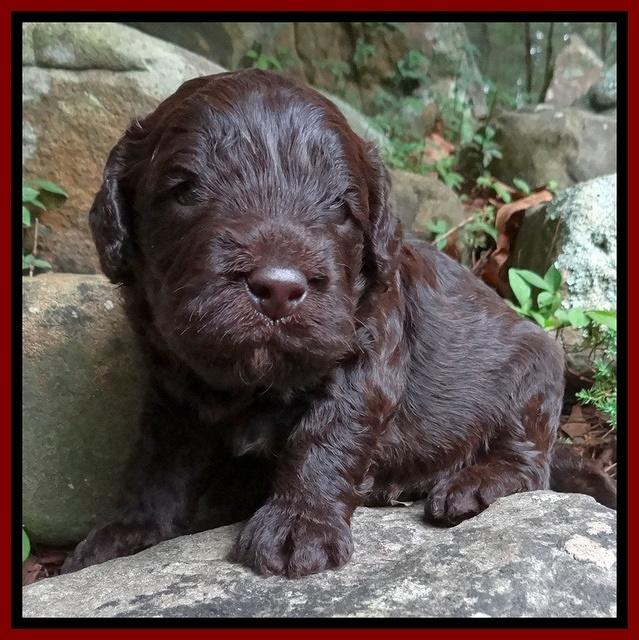 Darling Dreamweaver pups 3 wks old 91