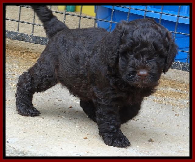 Darling Dreamweaver pups 5 wks old 131