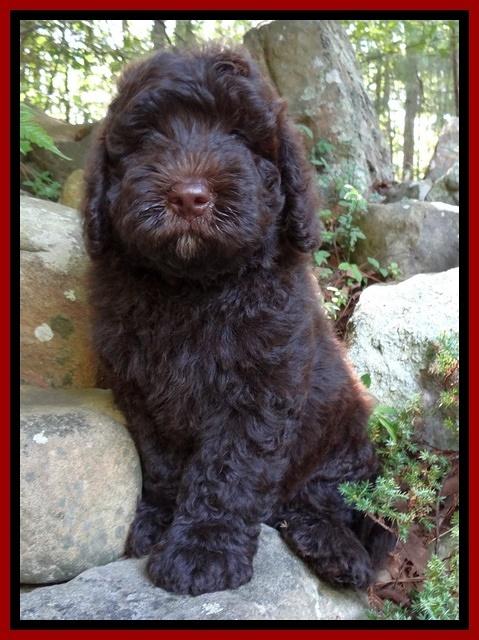 Darling Dreamweaver pups 8 wks old 61