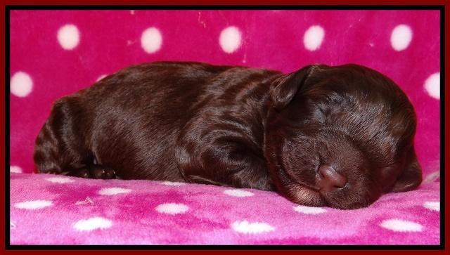 Darling Duke pups 1 wk old 131