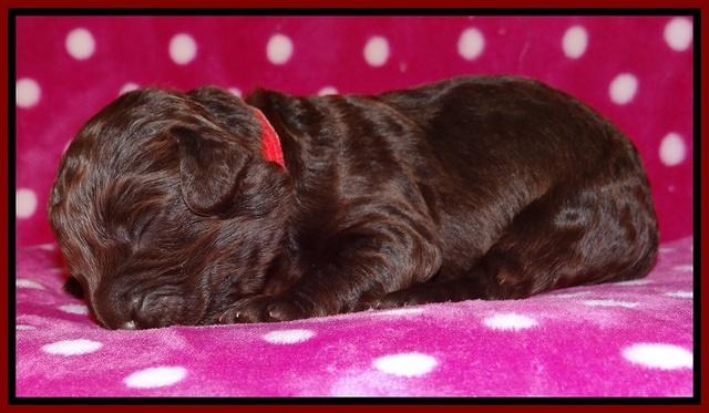 Darling Duke pups 1 wk old 141