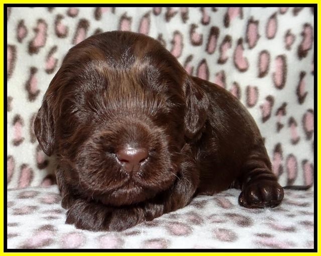 Darling Dreamweaver pups 2 wks old 111