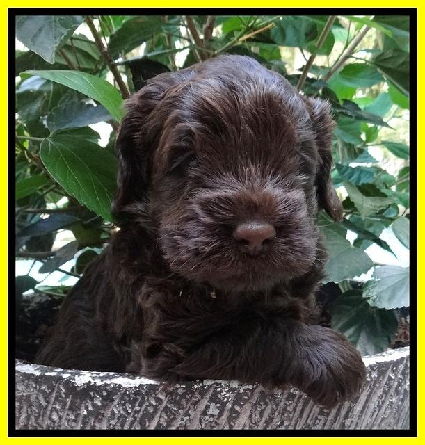 Darling Dreamweaver pups 4 wks old 141