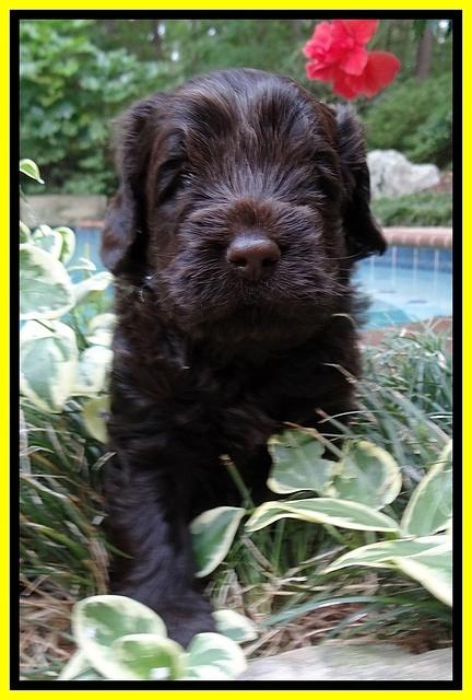 Darling Dreamweaver pups 4 wks old 161