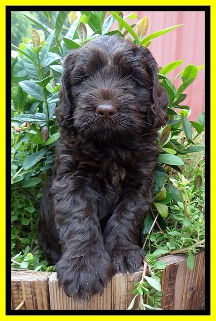 Darling Dreamweaver pups 6 wks old 161