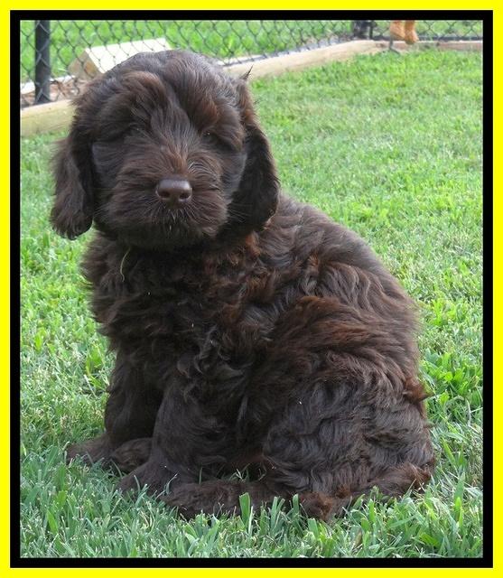 Darling Dreamweaver pups 7 wks old 221