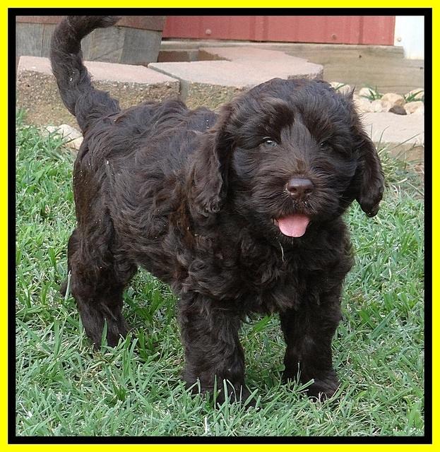 Darling Dreamweaver pups 7 wks old 241