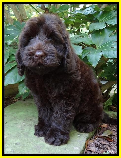 Darling Dreamweaver pups 8 wks old 110