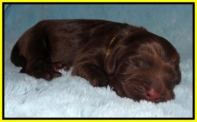 Darling Dreamweaver pups newborn 103