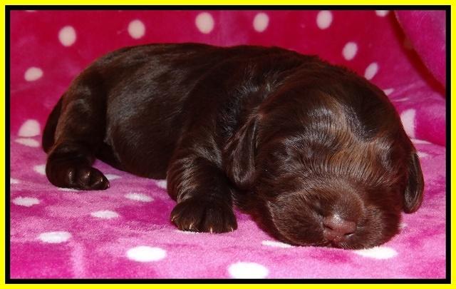 Darling Duke pups 1 wk old 161