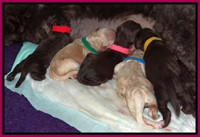 Darling Dreamweaver pups newborn 11